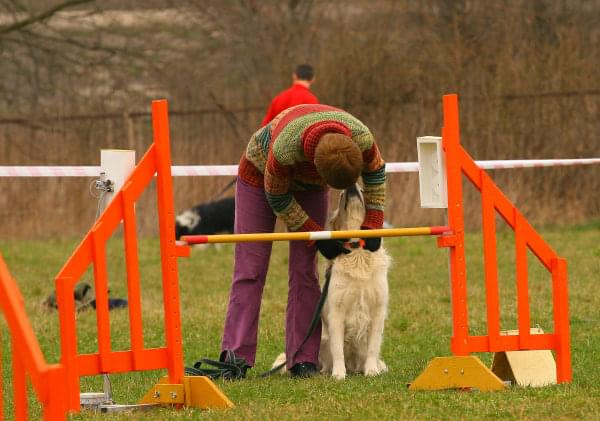 agility płock zawody 5-6.04.2008 psy