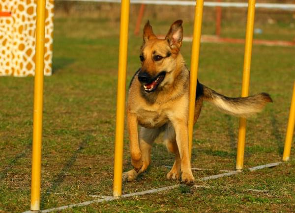 Zawody Agility Płock 5-6.04.2008 Psy