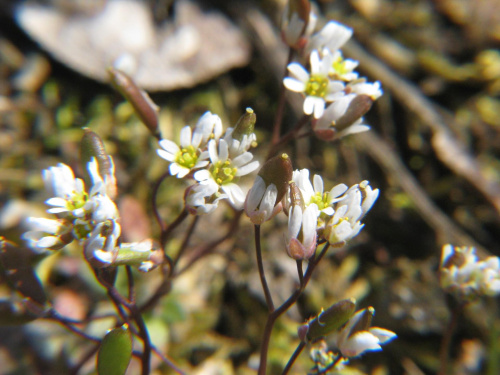 Gwiazdnica pospolita
(Stellaria media).Kwiaty w makrofotografii #przyroda #natura #rośliny #kwiaty #botanika #makrofotografia #FloraPolski #KwiatyPolne #wiosna