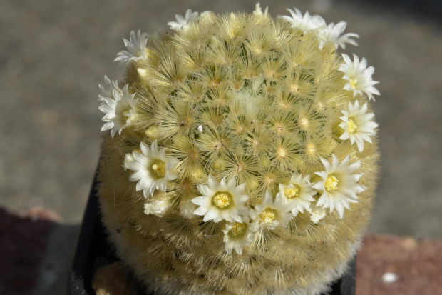 Mammillaria carmenae