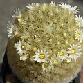 Mammillaria carmenae