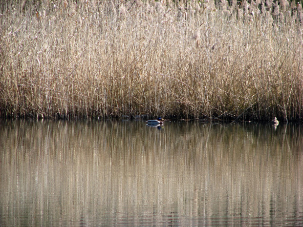 parka krzyżówek #przyroda #natura #zwierzęta #ptaki #NadWodą #drzewa #staw #krajobraz