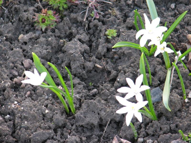 małe białe kwiatuszki