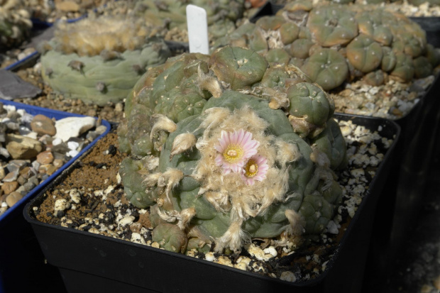 Lophophora williamsii