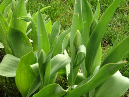 pąki tulipanów