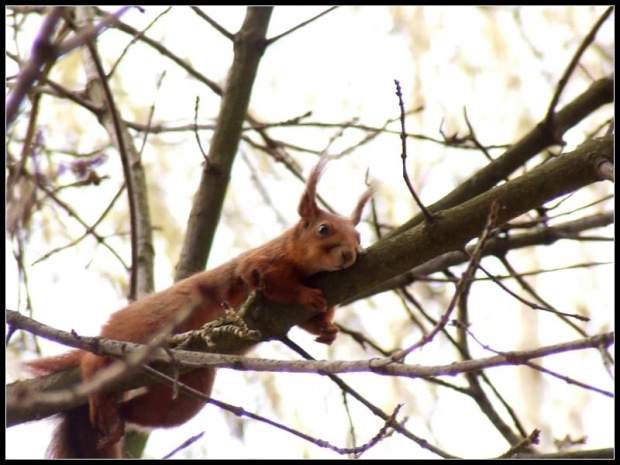 #zwierzę #wiewiórka #orzech #ssak #basia #baśka #ruda #park