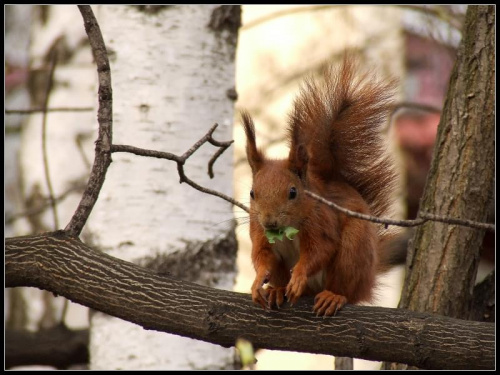 #zwierzę #wiewiórka #orzech #ssak #basia #baśka #ruda #park
