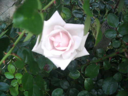 Róża z mojego ogródka. #Róże #kwiaty #przyroda