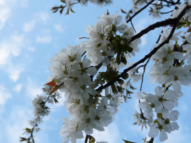 Czereśnie na niebie ;)) #kwiatek #natura #wiosna