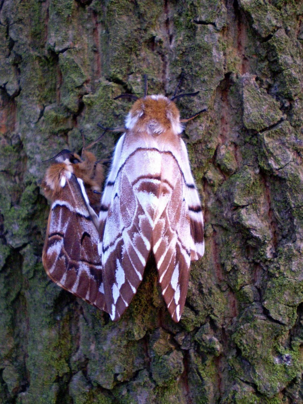 Nasierszyca różnobarwna - Endromis versicolora . Data : 13.04.2008. Miejscowość : Smogorzewo .