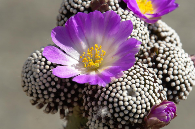 Mammillaria luethyi