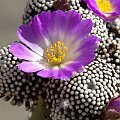 Mammillaria luethyi