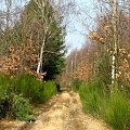 Gdzieś w lesie na terenie Nadleśnictwa Kaletnik gm. Koluszki #Koluszki #las #NadleśnictwoBrzeziny #Kaletnik