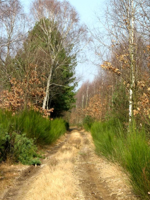 Gdzieś w lesie na terenie Nadleśnictwa Kaletnik gm. Koluszki #Koluszki #las #NadleśnictwoBrzeziny #Kaletnik
