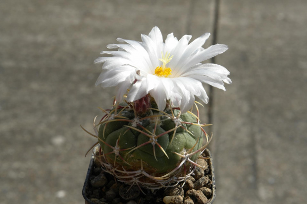 Thelocactus lloydii