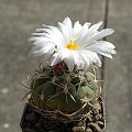 Thelocactus lloydii