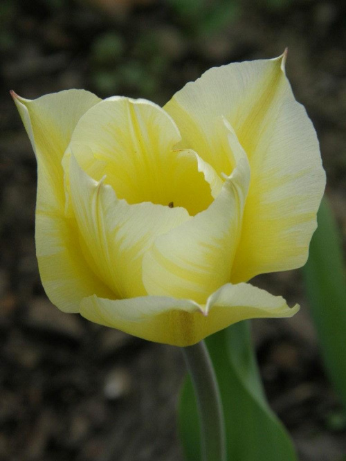 Tulipan