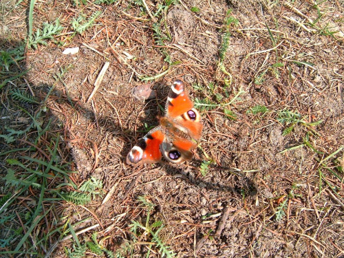 motylek pawik #motyl #zwierze #natura #ptak #macro #pawik