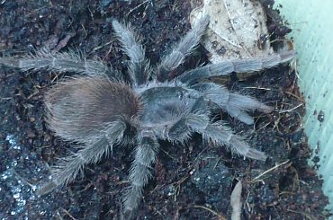 Chory Nhandu carapoensis #Nhandu #carapoensis #brazylijski #czerwony #pożeracz #ptaków #ptasznik #tarantula #Avi #Keiko