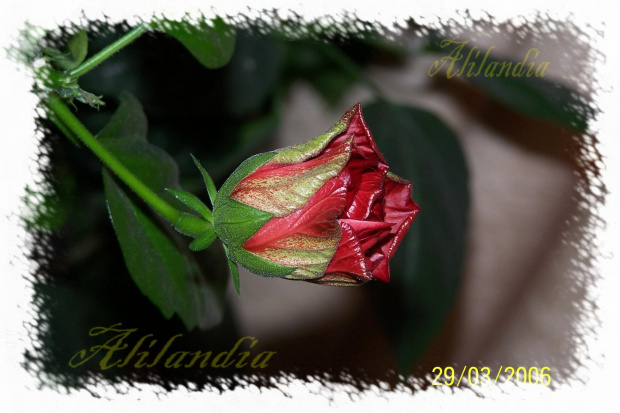 róża chińska czerwona #kwiat #RóżaChińskaCzerwona #pąk