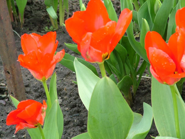 tulipany