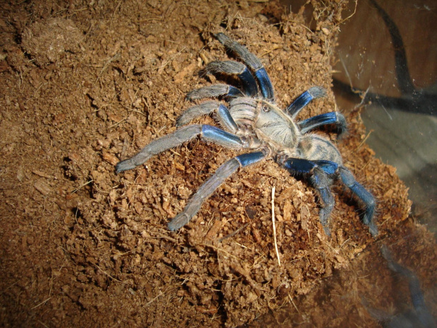 Haplopelma lividum