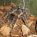 Lasiodora parachybana