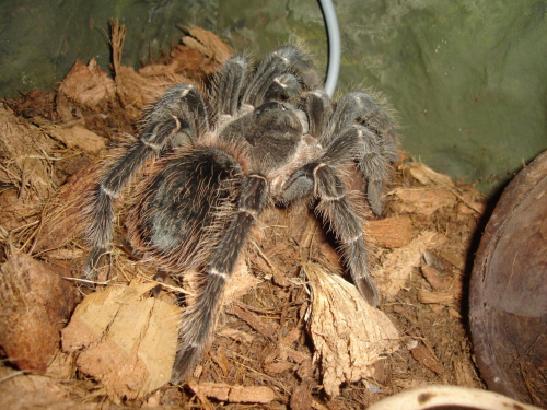 Lasiodora parachybana