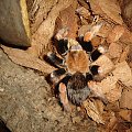 Brachypelma boehmei