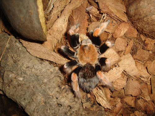 Brachypelma boehmei