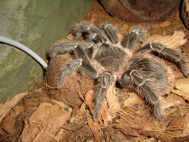 Lasiodora parachybana