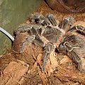 Lasiodora parachybana