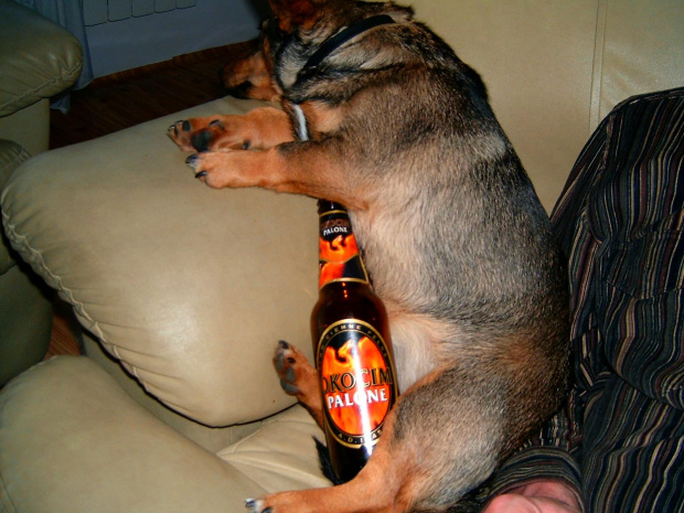 pies alkoholik
znudzony i po piwku #pies #alkocholik #smieszne #alkochol #alkohol #piwo #zwierze #zwieze