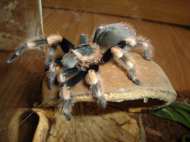 Brachypelma smithi