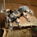 Brachypelma smithi