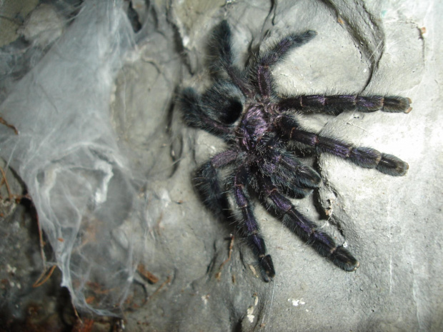 Avicularia purpurea