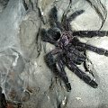 Avicularia purpurea