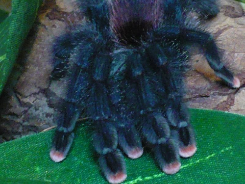 Avicularia