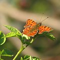 motylem jestem:) #motyl #natura #owady #przyroda #makro