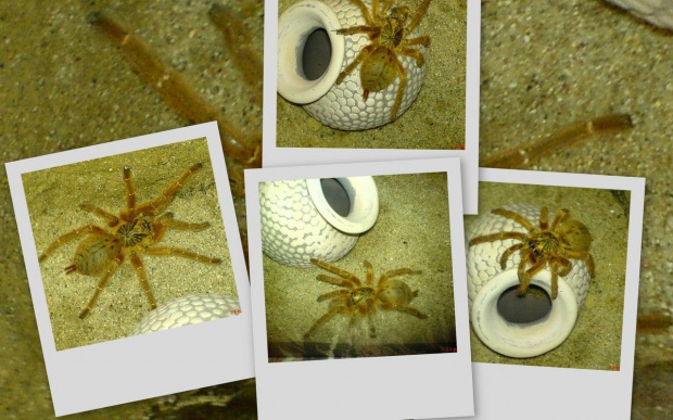 Moj Murinus RED FORM L10 SAMICA:]