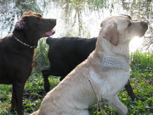 labradors