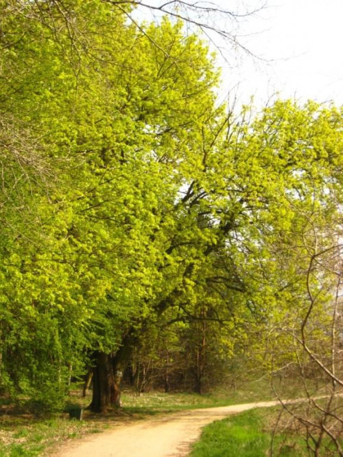 wyprawa nad Rusałkę #drzewa #las #krajobrazy #zieleń #widoki
