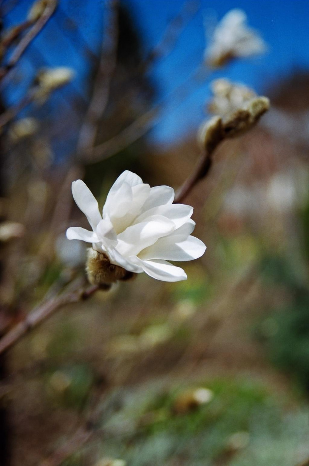 magnolia