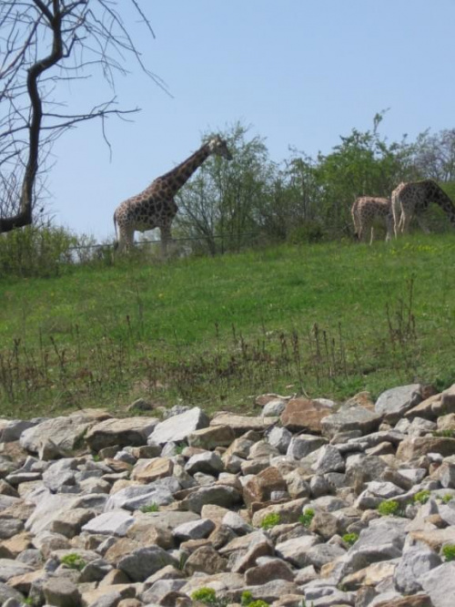 ZOO Poznań