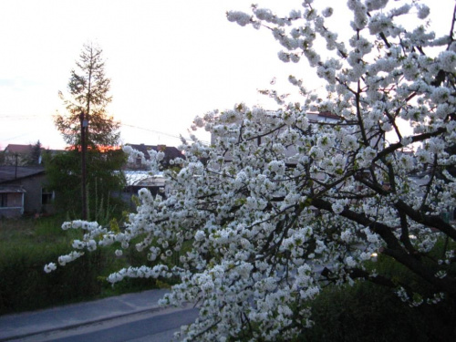 kwitnąca czereśnia- 26.04.2008r-19:22 #czereśnia #drzewa
