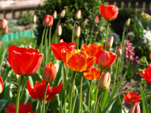 Tulipany #tulipan #tulipany #kwiat #kwiaty #wiosna #majówka