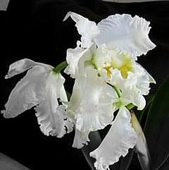 cattleya x mossiae alba