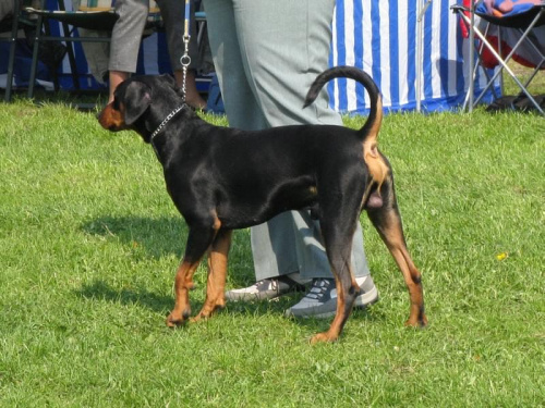 #PinczerŚredni #GermanPinscher