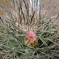 220.Mammillaria sonorensis 'Craigii'