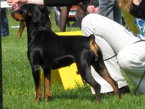 #PinczerŚredni #GermanPinscher